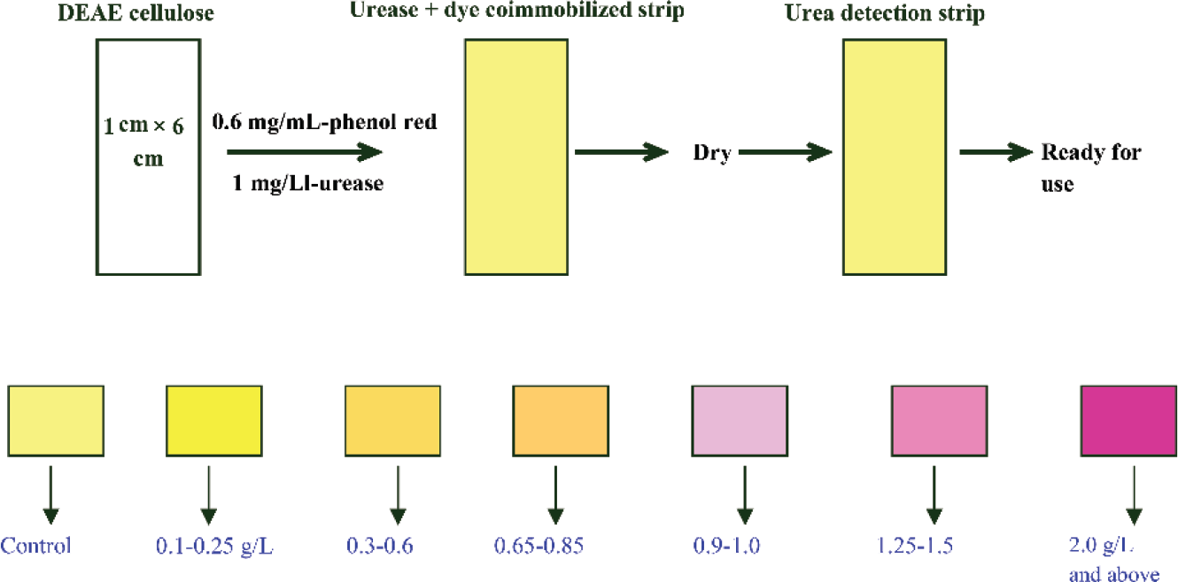 The one step urea detection: the top panel shows the preparation of the urease strip and the bottom panel shows the color chart upon addition of different concentrations of urea.