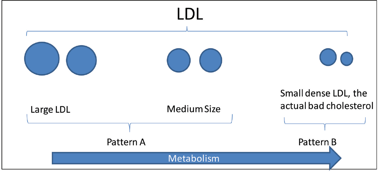 Low-density lipoprotein and its subtypes. LDL, low-density lipoprotein.