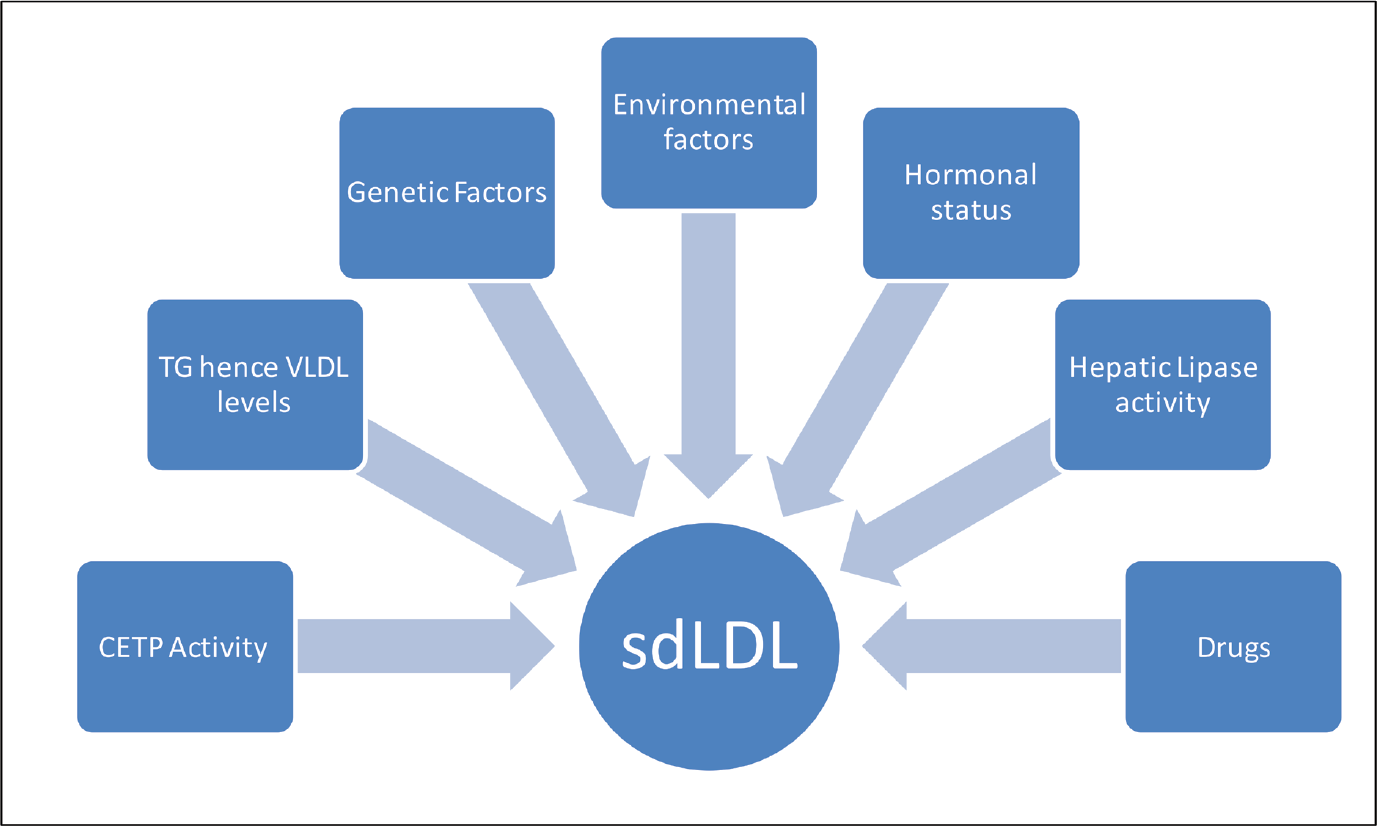 Factors influencing SdLDL levels. CETP, cholesterol ester transfer protein; SdLDL, small dense low-density lipoprotein; TG, triglycerides; VLDL, very-low-density lipoprotein.