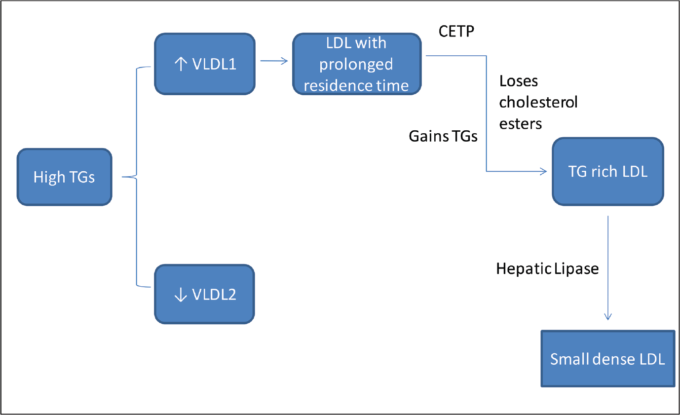 Pathway of small dense low-density lipoprotein synthesis. CETP, cholesterol ester transfer protein; LDL, low-density lipoprotein; TG, triglycerides; VLDL, very-low-density lipoprotein.