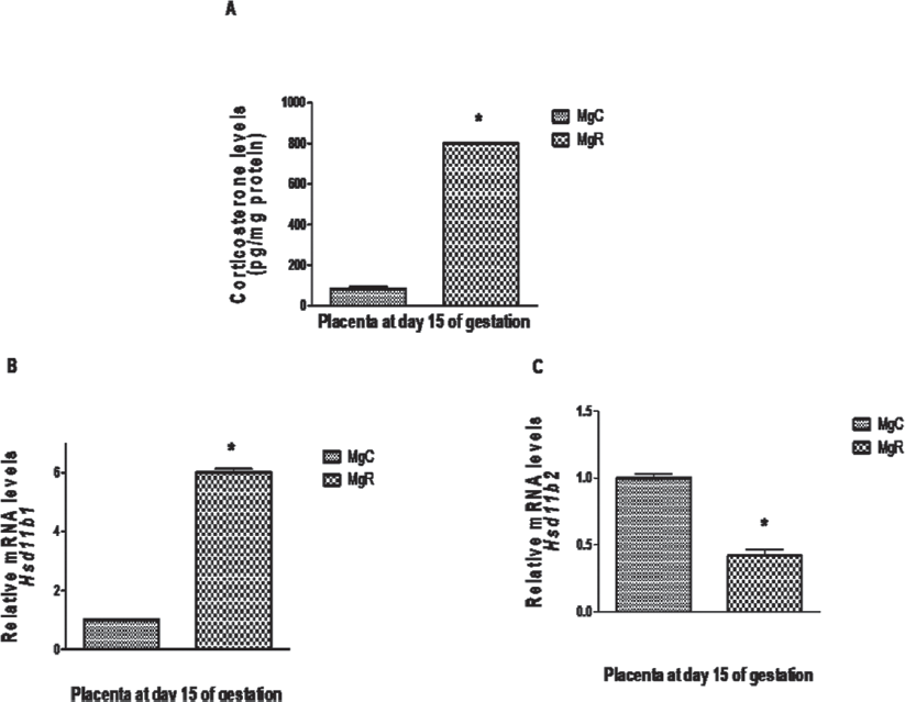 Effect of chronic dietary magnesium restriction on placental (A) Corticosterone levels and expression of the genes (B) 11β HSD1 and (C) 11β HSD2 on gestational day 15 in WNIN female rats. Values represent mean ± standard error of mean (SEM) (n = 6). MgC, control diet; MgR, magnesium restriction. Values with “*” represents significantly different by Student's t-test (p < 0.05).