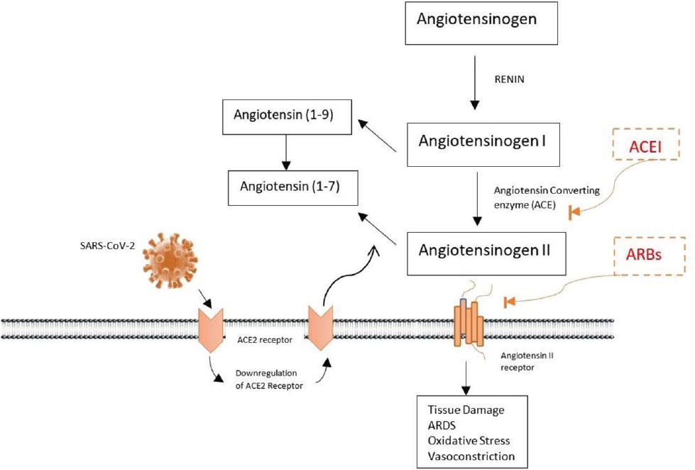Pathogenesis of SARS-CoV-2 infection and RAAS in diabetes mellitus and hypertension. RAAS, renin-angiotensin-aldosterone system.