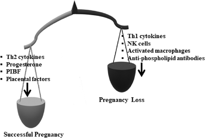 The impact of cytokines, progesterone, PIBF, and other factors and cells on the success of pregnancy. Other immunological and nonimmunological factors, of both maternal and placental origins, have been shown to influence pregnancy, but these are not discussed in this review. PIBF, progesterone-induced blocking factor.