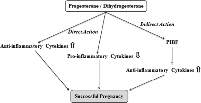 Summary of direct and indirect mechanisms of the immunological actions of progestogens on pregnancy.