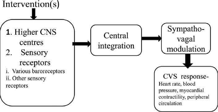 Algorithm for cardiovascular system (CVS) responses to intervention(s) as a part of tests given.