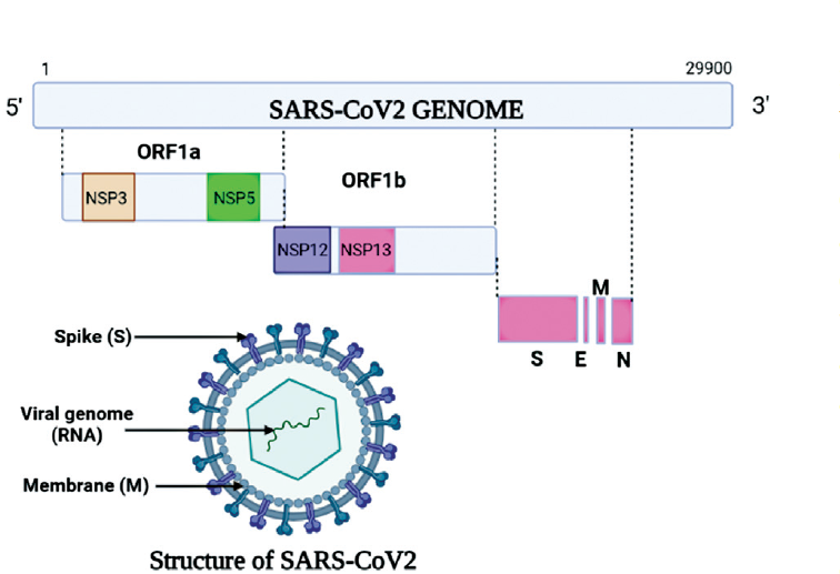 Structure of severe acute respiratory syndrome coronavirus 2 (SARS-CoV-2) virus. E, envelope; M, membrane; N, nucleocapsid; NSP12, nonstructural protein 12; ORF1a, open reading frame 1a; S, spike.