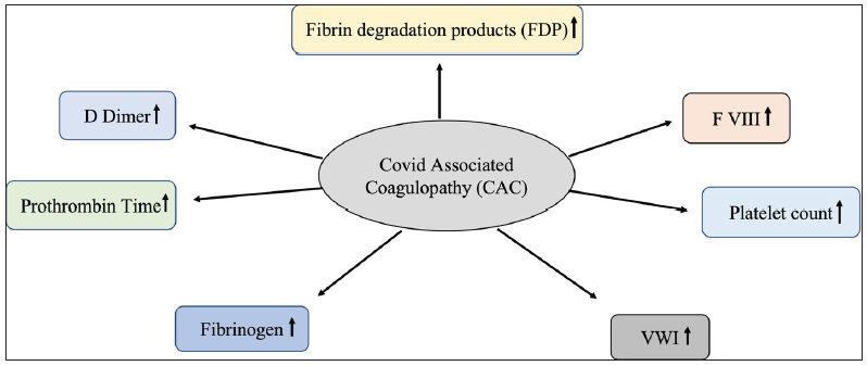 Markers of coagulopathy during COVID-19 infection: An increase is observed in the levels of fibrin degradation products (FDP), factor VIII (F VIII), platelet count, von Willebrand factor (VWF), fibrinogen, prothrombin time, and D-dimer during SARS-CoV-2 infection.