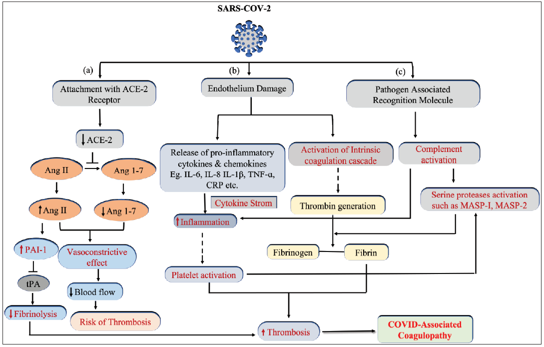 Schematic representation showing the pathophysiology of COVID-associated coagulopathy. SARS-CoV-2 activates three different pathways. (a) The antithrombotic physiological role of ACE-2 is impaired due to interaction with SARS-CoV-2, resulting in hypofibrinolysis and vasoconstriction. (b) Virus-induced endothelium damage led to simultaneous activation of the classical coagulation cascade and immunothrombosis. (c) Complement activation in response to the recognition of pathogen-associated molecular patterns (PAMPs) contributes to inflammatory thrombosis and nonclassical (MASP protease mediated) fibrin clot generation. ACE: angiotensin-converting enzyme 2, Ang: Angiotensin, MASP: MBL-associated serine proteases, tPA: tissue plasminogen activator, TNF: tumor necrosis factor, CRP: C-reactive protein, IL: interleukin, PAI-1: Plasminogen activator inhibitor-1.