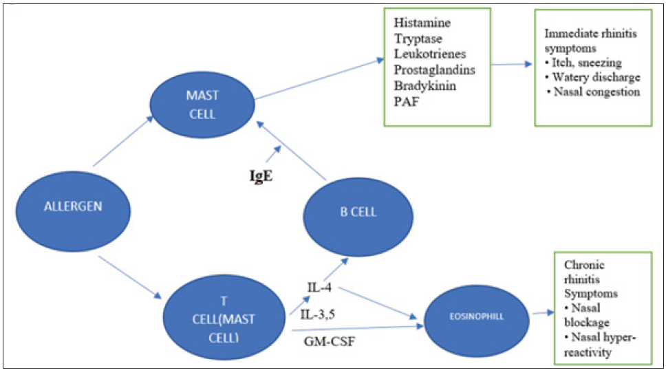Mechanism of AR. PAF: Platelet Activating Factor, IgE: Immunoglobulin E, GM-CSF: Granulocytic-macrophage colony-stimulating factor, IL: Interleukins.