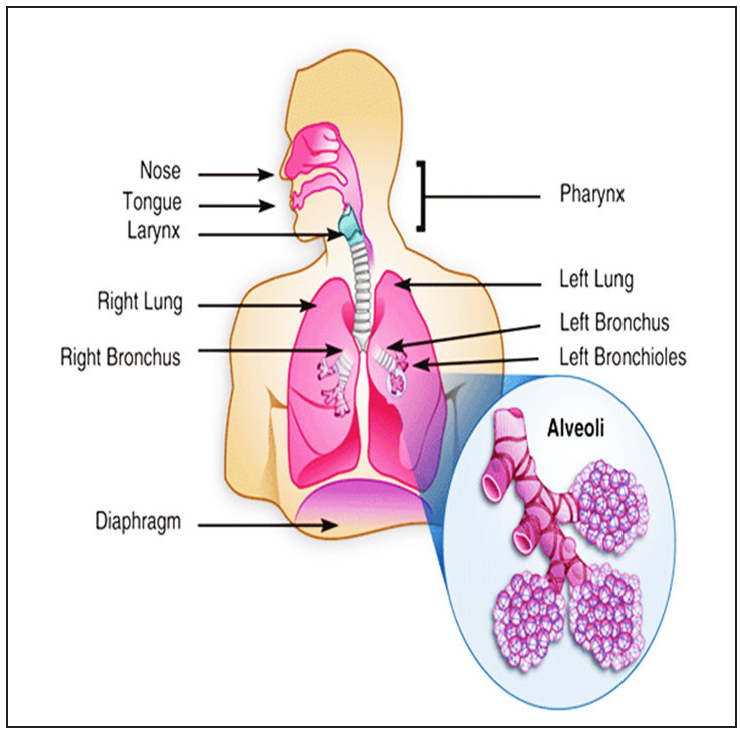 Human respiratory tract.