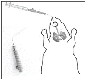 Intubated rodent and Penn Century Insufflator device.