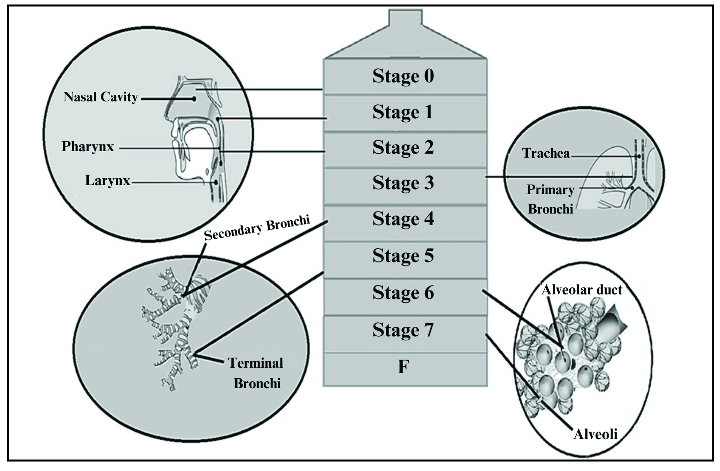 Relation between Andersen Cascade Impactor and respiratory tract.