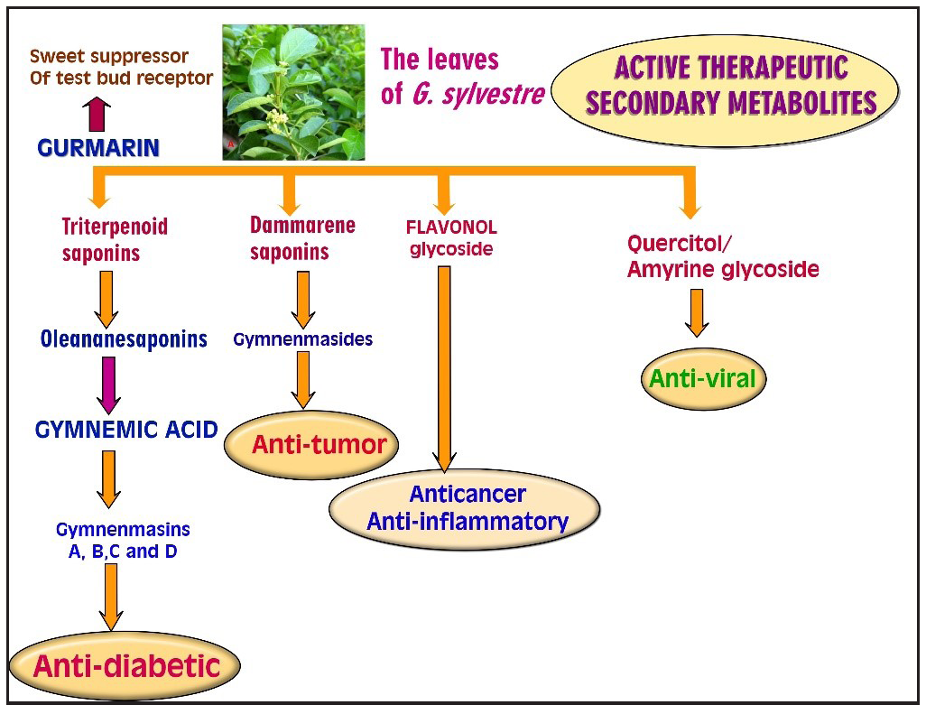Therapeutic effect of different secondary metabolites present in gymnema. Source: https://pmc.ncbi.nlm.nih.gov/articles/PMC6830388/